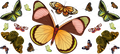 Natural Butterflies UV DTF Wrap