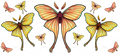 YELLOW ORANGE MOTHS